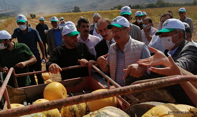 Başkan Akay, kabak hasadına katıldı!