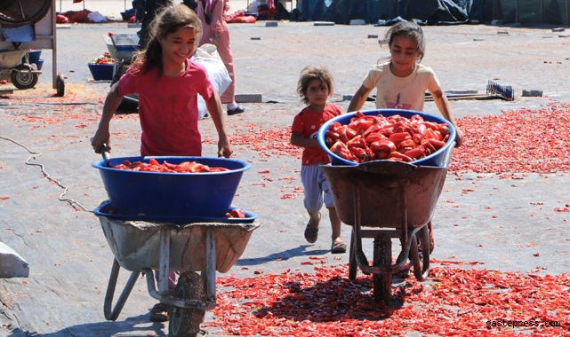 Şanlıurfa'da isot, 10 bin kişiye geçim kaynağı oldu!