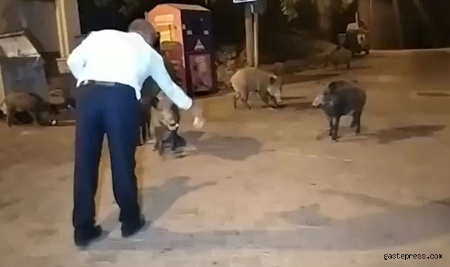 Şehre inen yaban domuzlarını elleri ile beslediler!