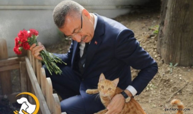 Cumhurbaşkanı Yardımcısı Oktay'dan 'Hayvanları Koruma Günü' mesajı!