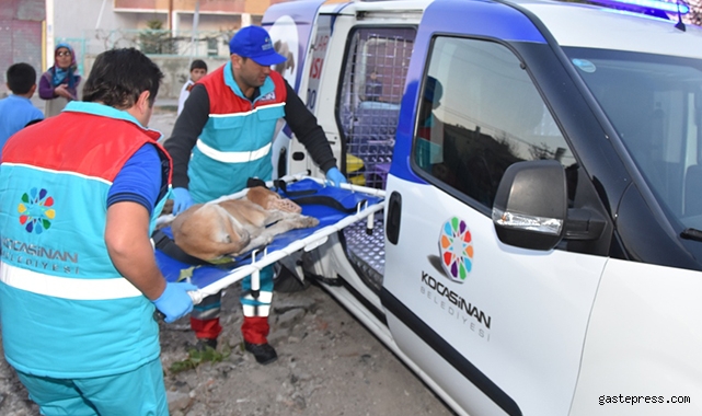 Küçük dostlar ambulansı 4 yılda 4 bin 401 can kurtardı!