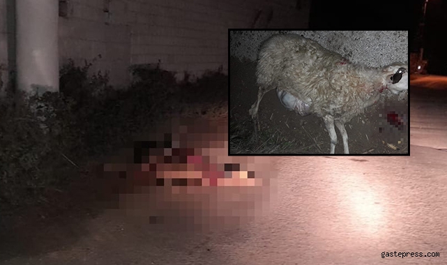 Minibüs sürüye daldı: 10 hamile koyun telef oldu!