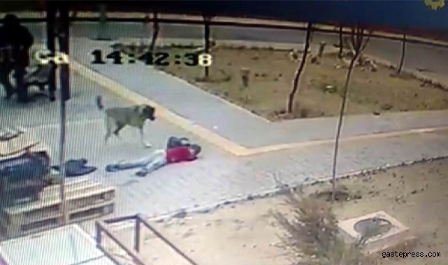 Başıboş köpekler çocuğa böyle saldırdı!