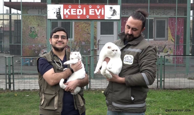 Boşanırken paylaşamadıkları kediler, barınağa kaldı!