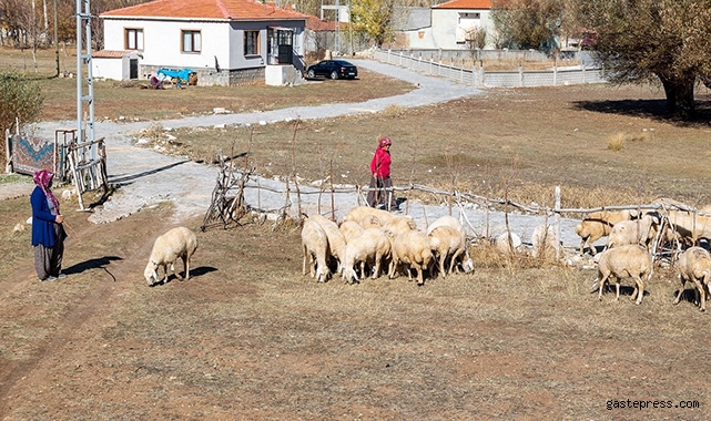 Büyükkılıç'ın projesi ile koyun sayısı arttı, meralar şenlendi!