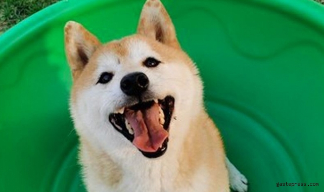 Çin'de sahibinin terk ettiği köpek açık artırmada 25 bin dolara satıldı!