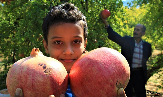 Gören şaşırıyor, bu narların tanesi 1,5 kilo!