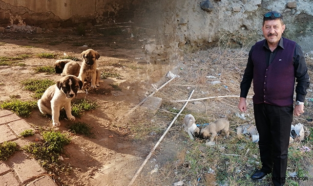 Kayseri Yeşilhisar'da duyarlı işyeri sahibi 3 yavru köpeği ezilmekten kurtardı!