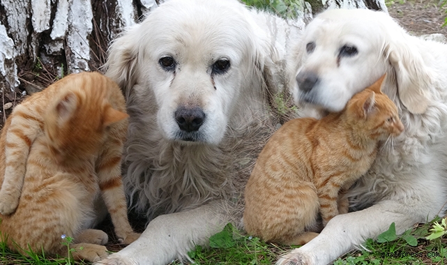 Kedi ile köpeğin dostluğu görenlerin dikkatini çekiyor!