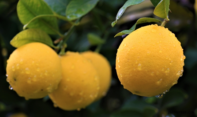 Kilosu 40 kuruşa düşen limon dalında sarardı!