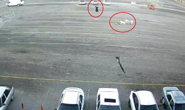 Köpeklerin saldırdığı çocuğu canı pahasına kurtardı!