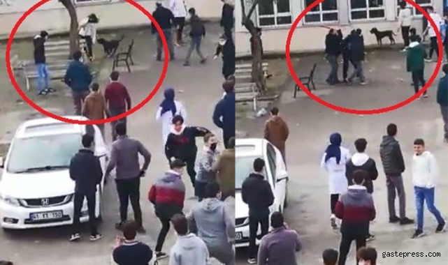 Okula dalan pitbull öğrencilere dehşeti yaşattı!