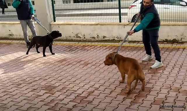 Pitbull cinsi iki köpeğin saldırdığı 4 yaşındaki çocuk ağır yaralandı!