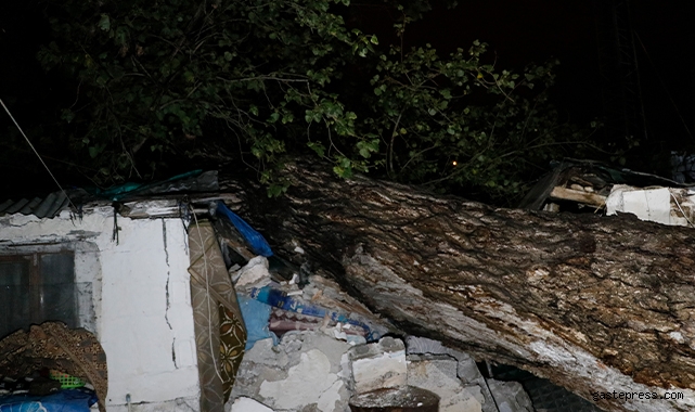 Sağanak yağış sebebiyle 15 metre boyunda ağaç iki müstakil evin çatısına devrildi!
