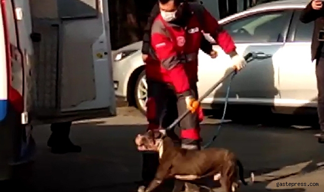 Sahipsiz Pitbull Barınağa Götürüldü!