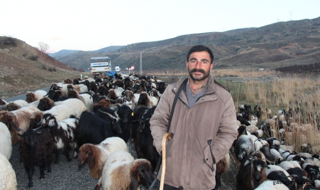 Siirt'te 10 bin lira maaşla çalıştıracak çoban bulamıyorlar!