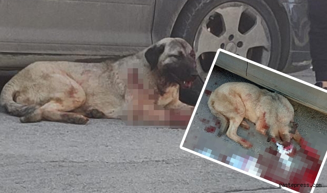 Silahla köpeği yaralayan vicdansız adam yakalandı!
