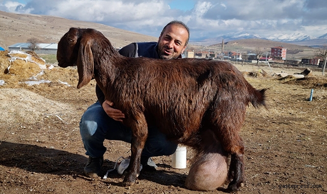 Süt fabrikası gibi keçi!