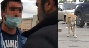 Ataşehir'de köpek kavgası: 'Hayvana taş attım, sana değil'