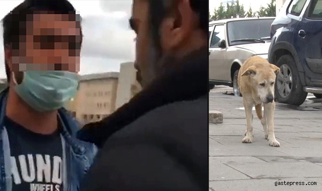 Ataşehir'de köpek kavgası: 'Hayvana taş attım, sana değil'