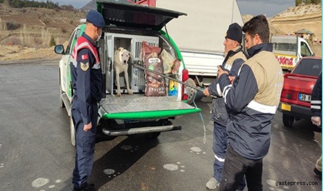 Başıboş gezen tehlikeli ırk köpek jandarma tarafından yakalandı!