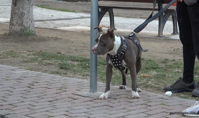 Çocuk parkına terkedilen Pitbull'u kemeriyle yakaladı!