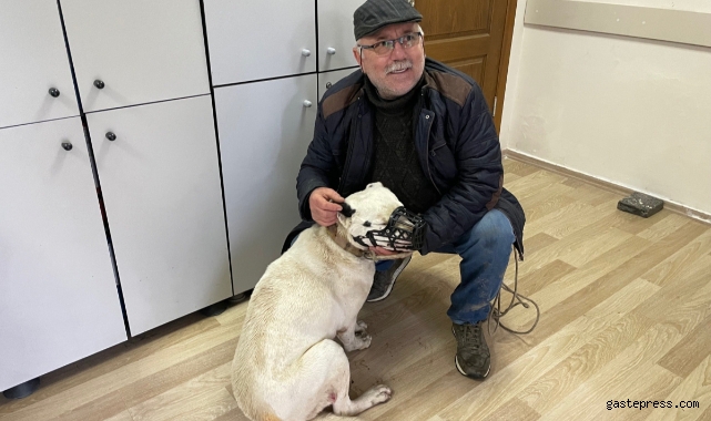 İstanbul'da 6 bin köpek kayıt altına alındı!