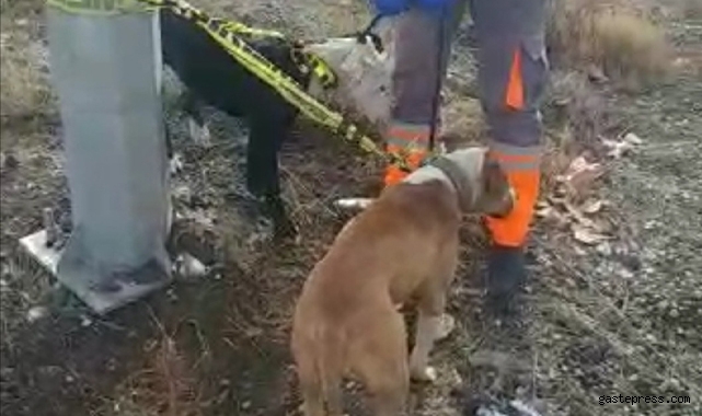 Kayseri'de başıboş gezen yasaklı 2 köpek yakalandı!