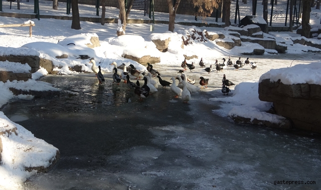 Kayseri resmen buz tuttu!