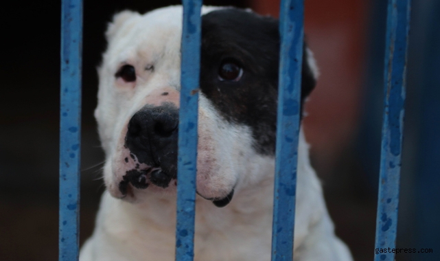 Köpek barınağı yasaklı ırk köpeklerle doldu!