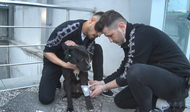 Sahipsiz pitbull köpek sokak köpeğiyle boğuştu, vatandaş seferber oldu!