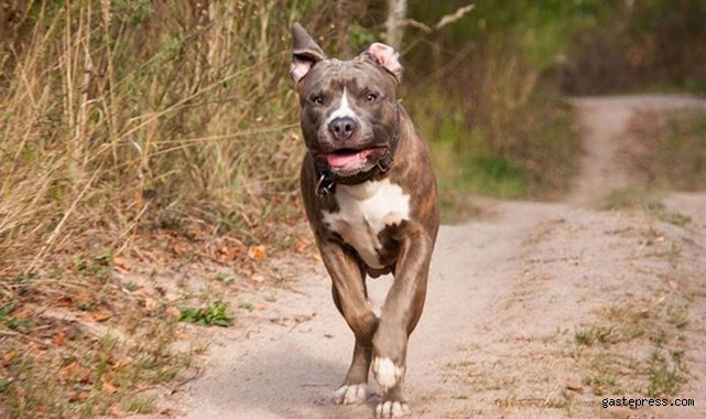 Süre doldu! İşte Türkiye genelinde kayıt altına alınan köpek sayısı!