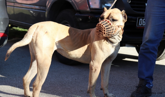 Yasaklı köpek ırkları için son güne girildi!