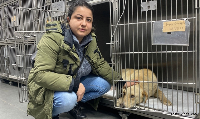Hemşire sahiplendiği köpeğine çarpan aracın peşini bırakmadı!