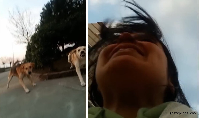 Üniversite kampüsünde başıboş köpek dehşeti!