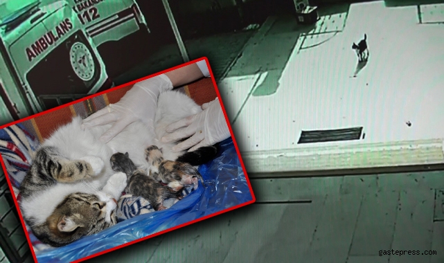 Doğum sancısı çeken kedi aile sağlığı merkezine geldi, doğumu burada yaptırıldı!