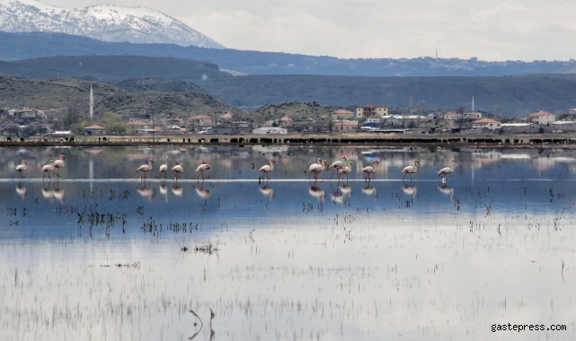 Flamingolar Kayseri Hürmetçi Sazlığı’nda!