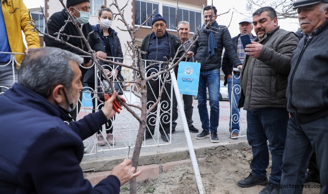 Kayseri Talaslı çiftçilere uygulamalı aşı ve budama eğitimi!