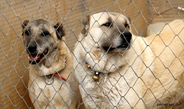 Bu özellik başka hiçbir köpek ırkında yok!