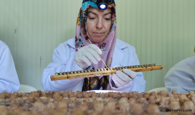 Kilosu 10 bin liradan satılıyor ve siparişlere yetişemiyor!