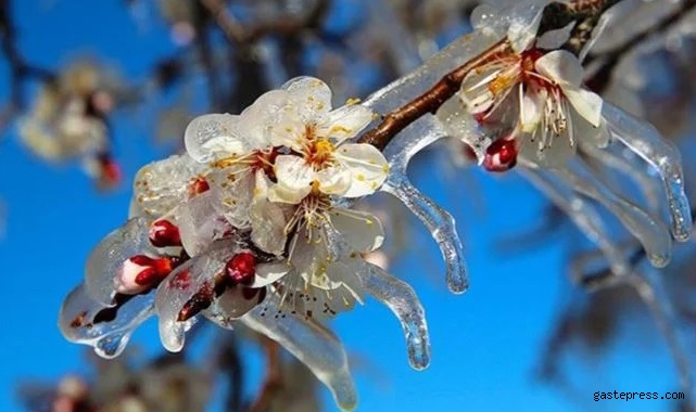 Meteoroloji'den zirai don uyarısı geldi!
