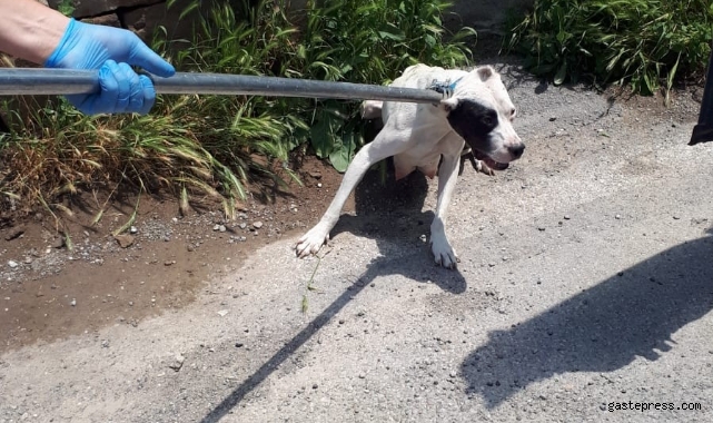 12 pitbul cinsi köpek bulundu!