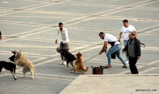 Başıboş köpeklerin kavgasını vatandaşlar ayırdı!