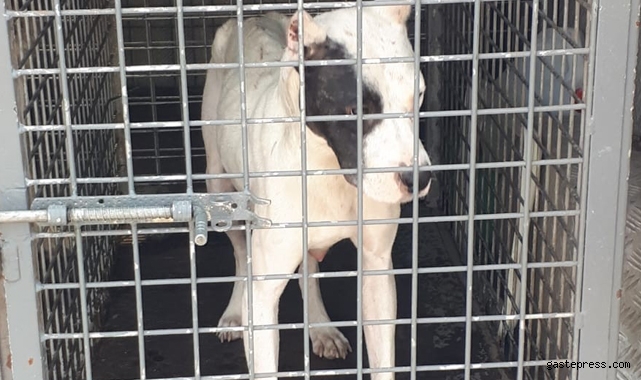 Kayseri'de 12 pitbul cinsi köpek bulundu!