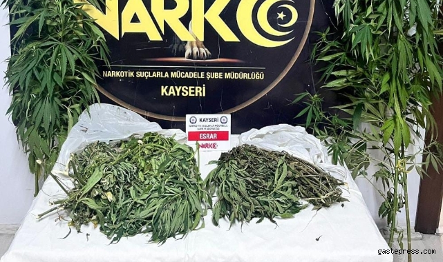 Evinde Hint keneviri yetiştirip satan şahıs yakalandı!
