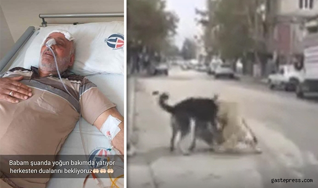 Gaziantep'te köpeklerin saldırdığı 1 kişi öldü!