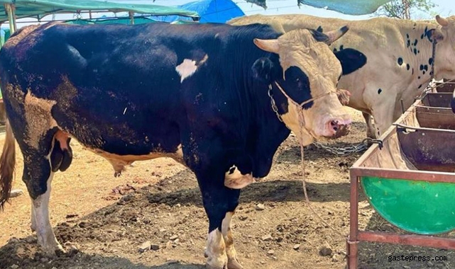 İzmir'de Kurban kesim fiyatı kaç para? Kurban kesim fiyatları açıkladı!