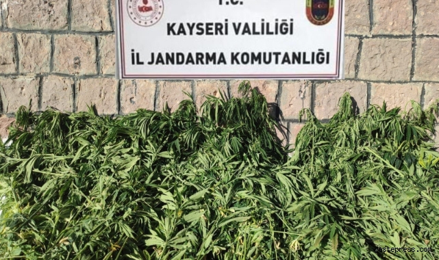 Kayseri'de bin 125 kök kenevir ele geçirildi!