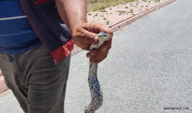 Piknik alanındaki yılanı eliyle yakaladı!