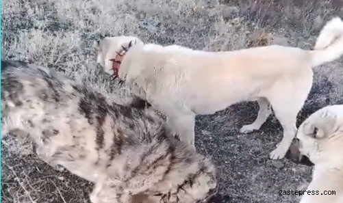 Köpek dövüşünü sosyal medyadan yayınlayan şahsa işlem yapıldı!